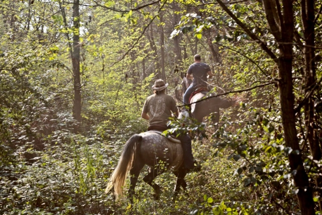  Horseback riding in Monferrato 